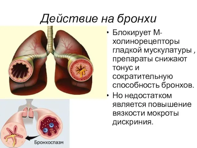 Действие на бронхи Блокирует М-холинорецепторы гладкой мускулатуры , препараты снижают тонус и