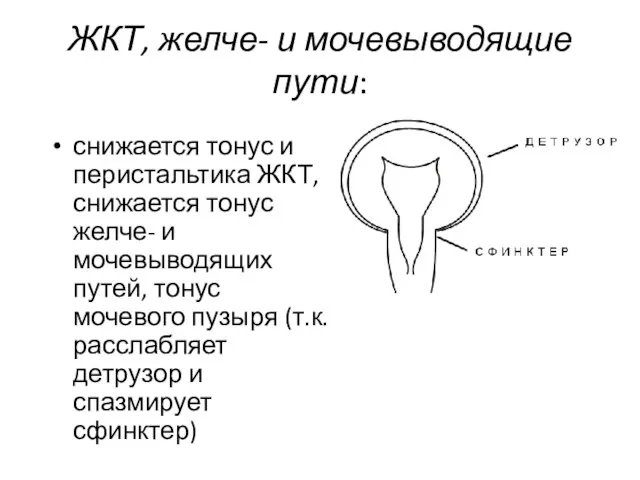 ЖКТ, желче- и мочевыводящие пути: снижается тонус и перистальтика ЖКТ, снижается тонус