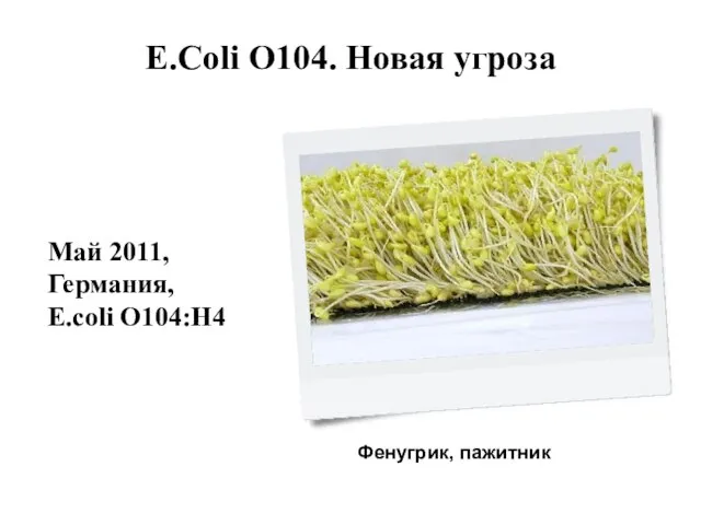 E.Coli O104. Новая угроза Май 2011, Германия, E.coli O104:H4 Фенугрик, пажитник