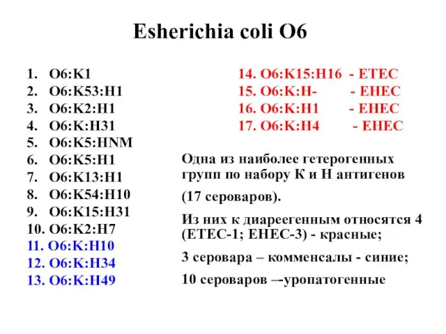 Esherichia coli O6 1. O6:K1 2. O6:K53:H1 3. O6:K2:H1 4. O6:K:H31 5.