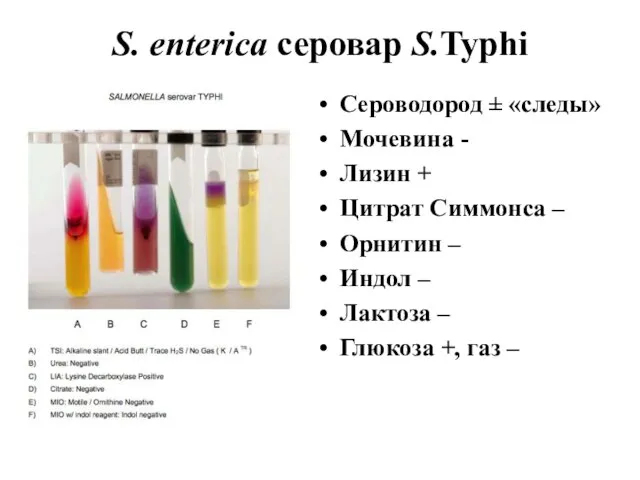 S. enterica серовар S.Typhi Сероводород ± «следы» Мочевина - Лизин + Цитрат
