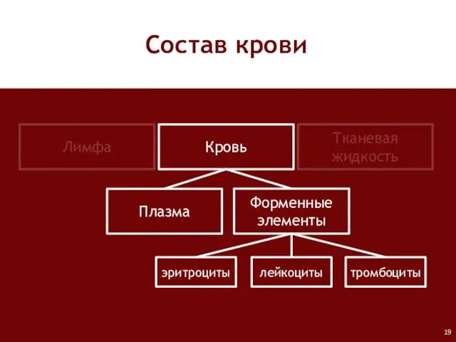 Лимфа Кровь Тканевая жидкость Плазма Форменные элементы лейкоциты тромбоциты эритроциты Состав крови