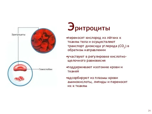 Эритроциты переносят кислород из лёгких к тканям тела и осуществляют транспорт диоксида