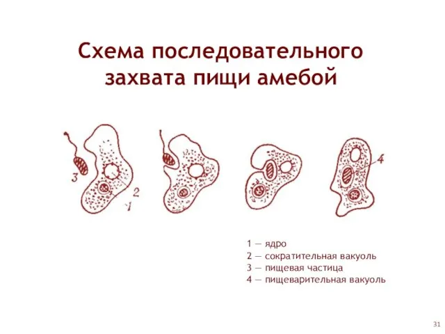 1 — ядро 2 — сократительная вакуоль 3 — пищевая частица 4