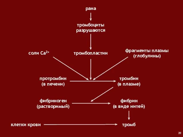 рана тромбоциты разрушаются протромбин (в печени) соли Са2+ фрагменты плазмы (глобулины) тромбин