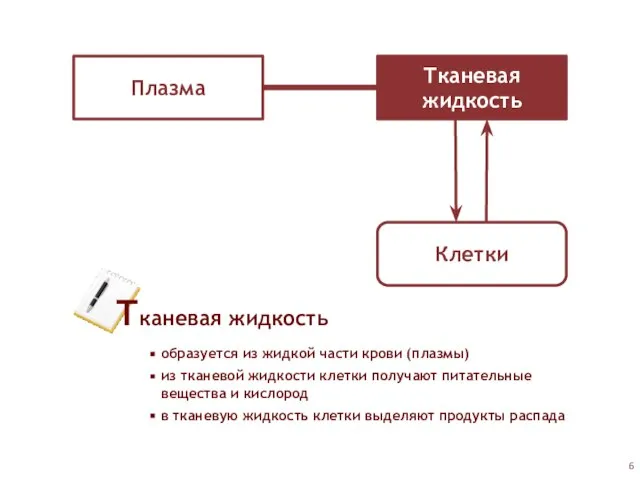 Плазма Тканевая жидкость Клетки