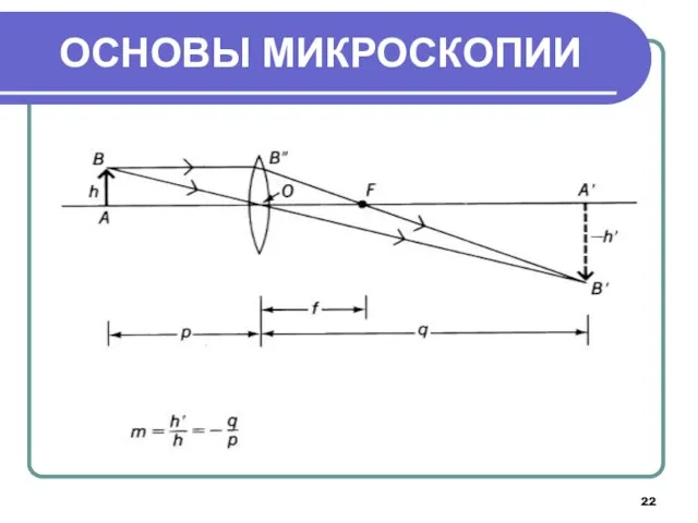 ОСНОВЫ МИКРОСКОПИИ