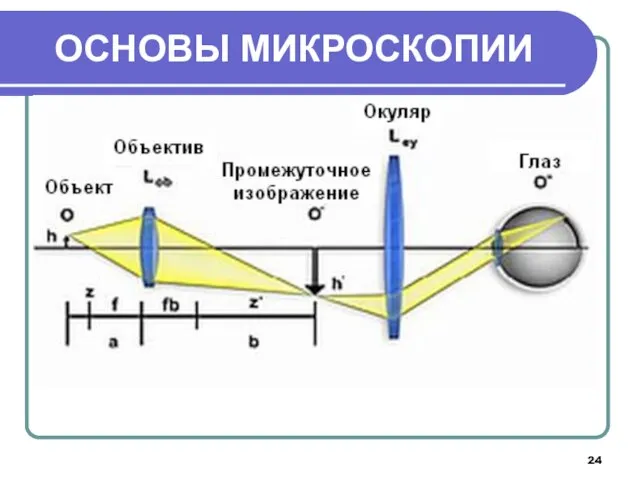 ОСНОВЫ МИКРОСКОПИИ