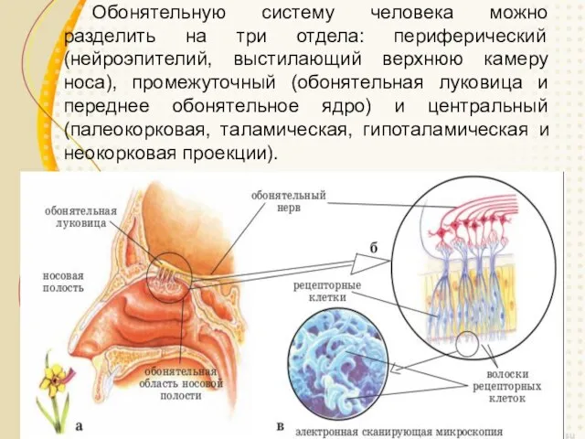 Обонятельную систему человека можно разделить на три отдела: периферический (нейроэпителий, выстилающий верхнюю