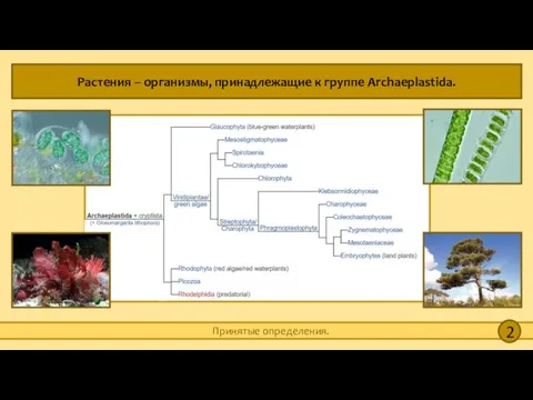 Растения – организмы, принадлежащие к группе Archaeplastida. Принятые определения. 2