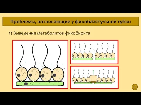 11 Проблемы, возникающие у фикобластульной губки 1) Выведение метаболитов фикобионта