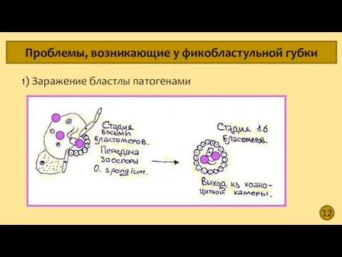 12 Проблемы, возникающие у фикобластульной губки 1) Заражение бластлы патогенами