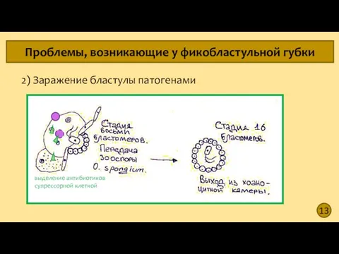 13 Проблемы, возникающие у фикобластульной губки 2) Заражение бластулы патогенами выделение антибиотиков супрессорной клеткой