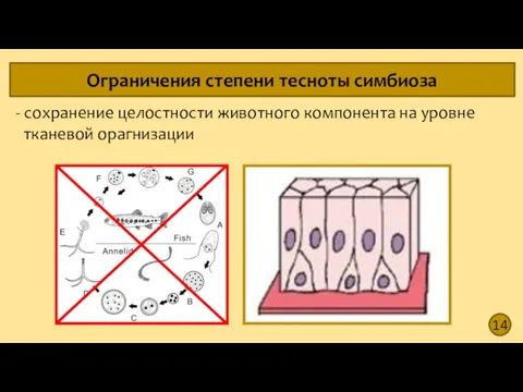 14 Ограничения степени тесноты симбиоза - сохранение целостности животного компонента на уровне тканевой орагнизации