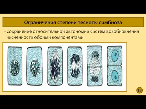 15 Ограничения степени тесноты симбиоза - сохранение относительной автономии систем возобновления численности обоими компонентами