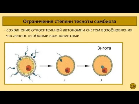 16 Ограничения степени тесноты симбиоза - сохранение относительной автономии систем возобновления численности обоими компонентами