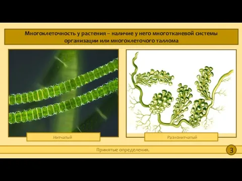 Многоклеточность у растения – наличие у него многотканевой системы организации или многоклеточого