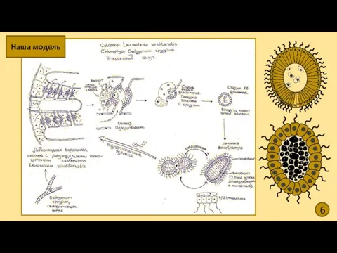 6 Наша модель