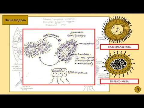 9 Наша модель КАЛЬЦИБЛАСТУЛА ПАРЕНХИМУЛА