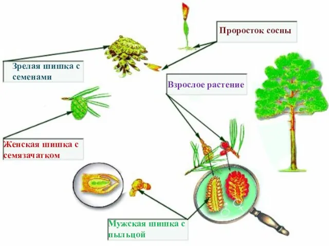 Мужская шишка с пыльцой Женская шишка с семязачатком Зрелая шишка с семенами Проросток сосны Взрослое растение