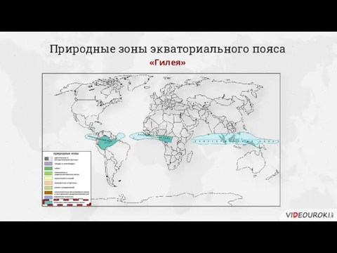 Природные зоны экваториального пояса «Гилея»