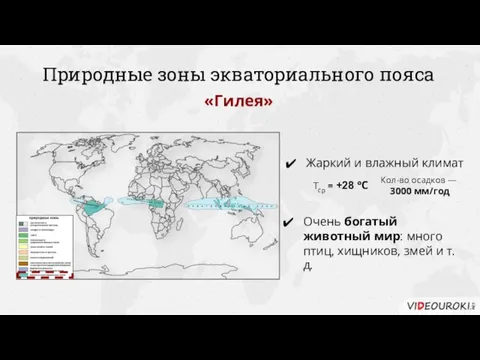 Природные зоны экваториального пояса «Гилея» Жаркий и влажный климат Очень богатый животный