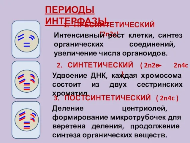 ПЕРИОДЫ ИНТЕРФАЗЫ. 1. ПРЕСИНТЕТИЧЕСКИЙ (2n2c) Интенсивный рост клетки, синтез органических соединений, увеличение