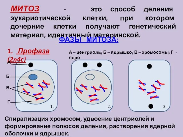МИТОЗ - это способ деления эукариотической клетки, при котором дочерние клетки получают