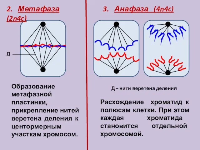 2. Метафаза (2n4c) 3. Анафаза (4n4c) Образование метафазной пластинки, прикрепление нитей веретена