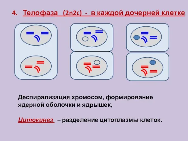 4. Телофаза (2n2c) - в каждой дочерней клетке Деспирализация хромосом, формирование ядерной