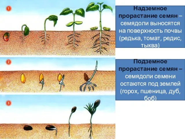 Надземное прорастание семян – семядоли выносятся на поверхность почвы (редька, томат, редис,