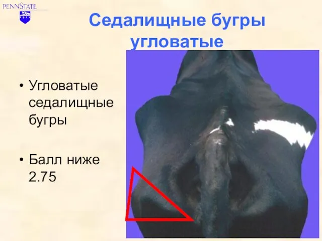 Седалищные бугры угловатые Угловатые седалищные бугры Балл ниже 2.75