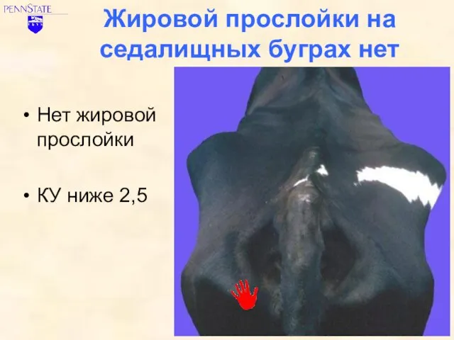 Жировой прослойки на седалищных буграх нет Нет жировой прослойки КУ ниже 2,5