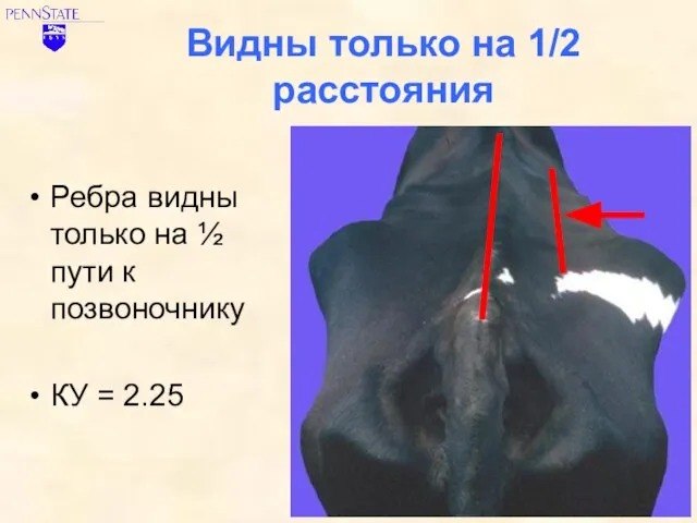 Видны только на 1/2 расстояния Ребра видны только на ½ пути к позвоночнику КУ = 2.25