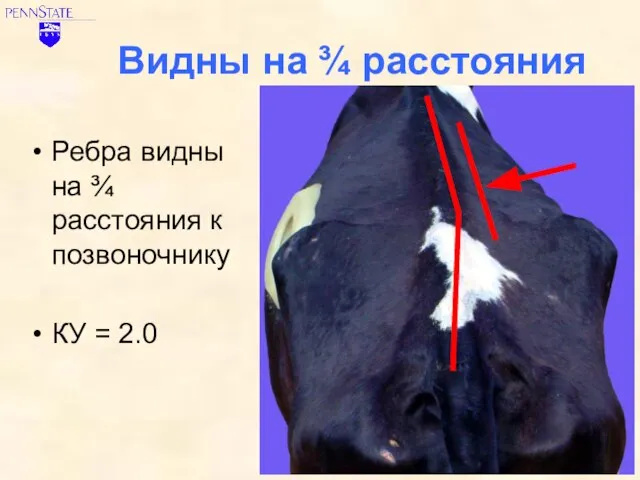 Видны на ¾ расстояния Ребра видны на ¾ расстояния к позвоночнику КУ = 2.0