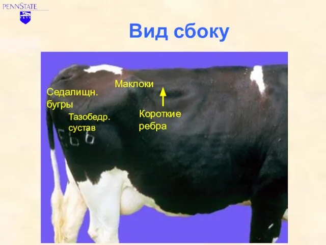 Вид сбоку Седалищн. бугры Тазобедр. сустав Маклоки Короткие ребра