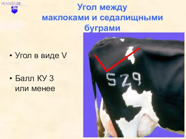 Угол между маклоками и седалищными буграми Угол в виде V Балл КУ 3 или менее