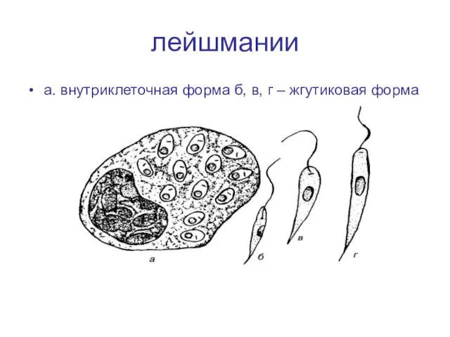 лейшмании а. внутриклеточная форма б, в, г – жгутиковая форма