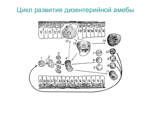 Цикл развития дизентерийной амебы