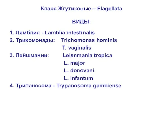 Класс Жгутиковые – Flagellata ВИДЫ: 1. Лямблия - Lamblia intestinalis 2. Трихомонады:
