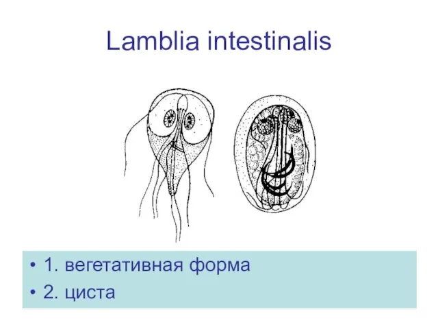 Lamblia intestinalis 1. вегетативная форма 2. циста