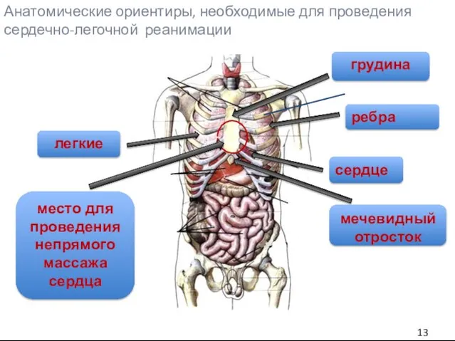 Анатомические ориентиры, необходимые для проведения сердечно-легочной реанимации сердце легкие грудина ребра место