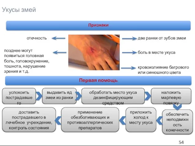 Укусы змей Признаки две ранки от зубов змеи боль в месте укуса