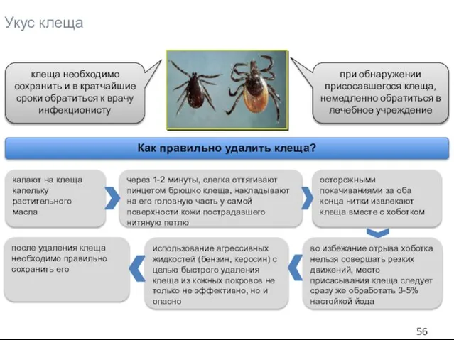 Укус клеща при обнаружении присосавшегося клеща, немедленно обратиться в лечебное учреждение клеща