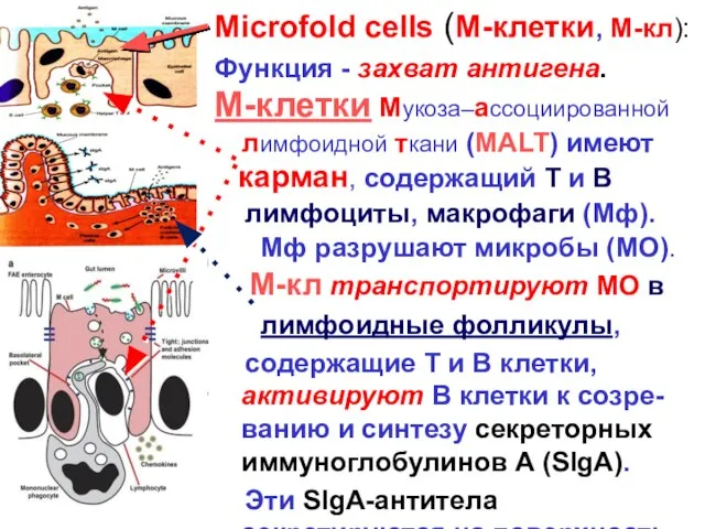 Microfold cells (M-клетки, М-кл): Функция - захват антигена. M-клетки Мукоза–ассоциированной лимфоидной ткани