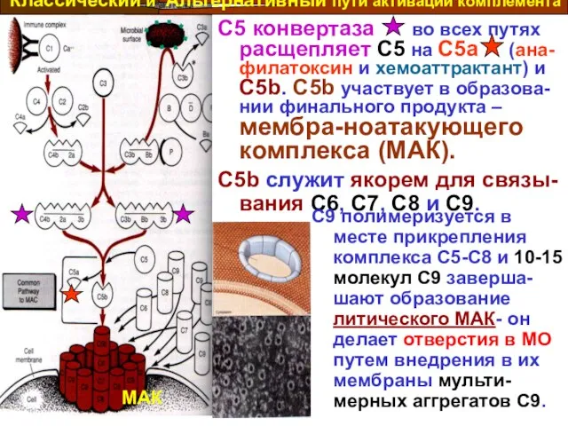 C5 конвертаза во всех путях расщепляет C5 на C5a (ана-филатоксин и хемоаттрактант)