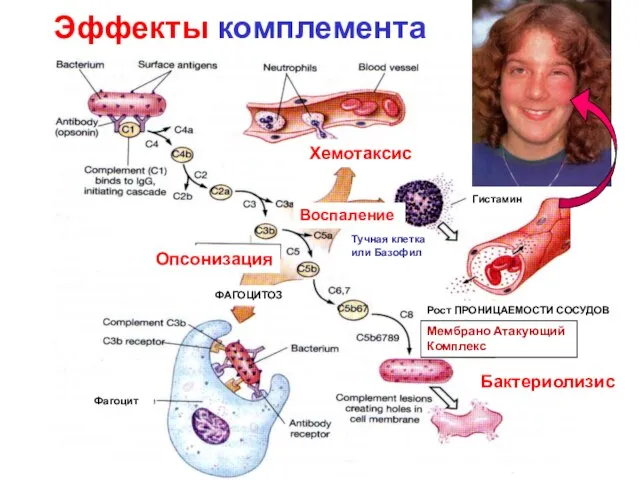 Эффекты комплемента Хемотаксис Воспаление Бактериолизис Опсонизация Мембрано Атакующий Комплекс Тучная клетка или