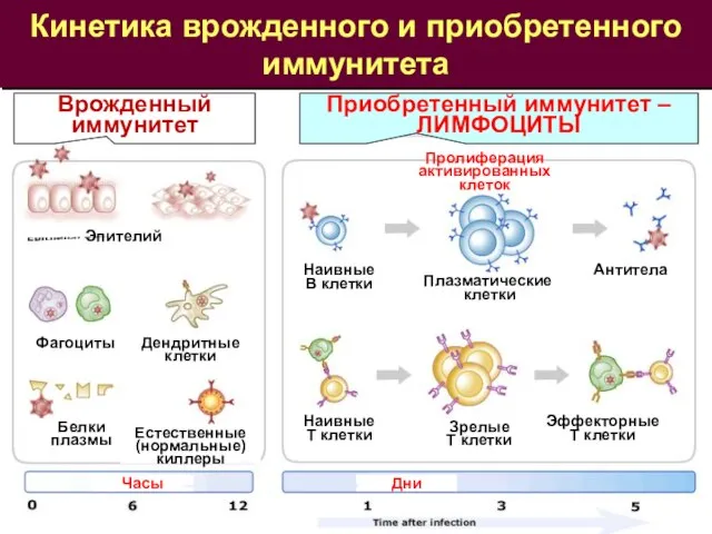 Кинетика врожденного и приобретенного иммунитета Врожденный иммунитет Приобретенный иммунитет – ЛИМФОЦИТЫ Часы