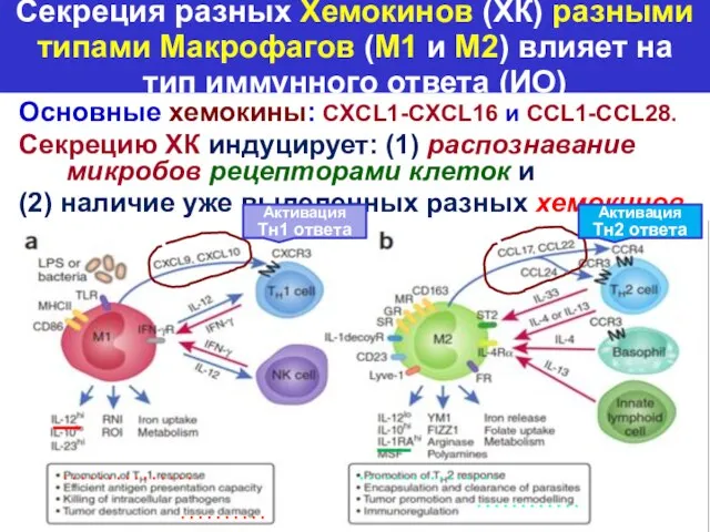 Секреция разных Хемокинов (ХК) разными типами Макрофагов (M1 и M2) влияет на