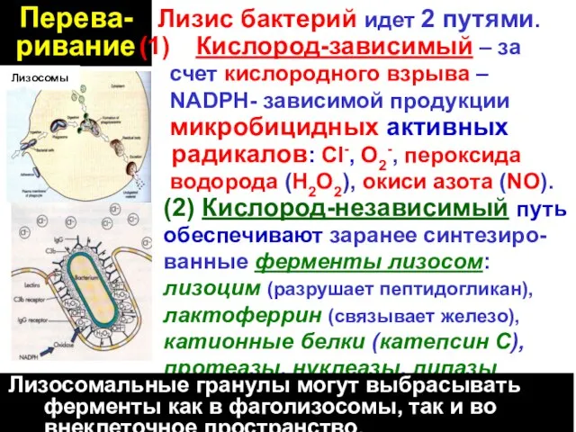 Перева- ривание Лизис бактерий идет 2 путями. Кислород-зависимый – за счет кислородного